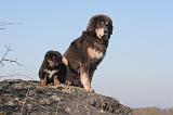 DOGUE DU TIBET 416
